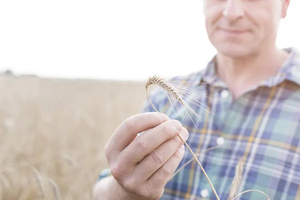 Reifer Landwirt Untersucht Weizen Auf Hof — Stockfoto