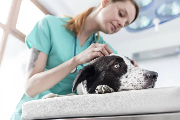 Lage Hoek Zicht Van Arts Onderzoekt Hond Bed Bij Veterinaire — Stockfoto