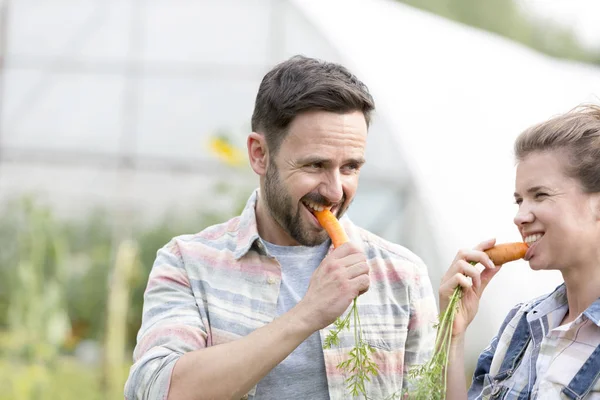 Glückliches Paar Isst Frische Bio Karotten Auf Bauernhof — Stockfoto