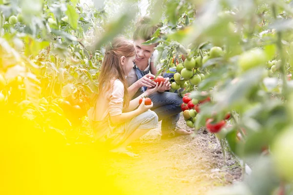 農場で娘と新鮮なトマトを収穫する笑顔の女性 — ストック写真