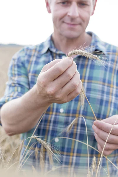 Landwirt Untersucht Weizen Auf Hof — Stockfoto