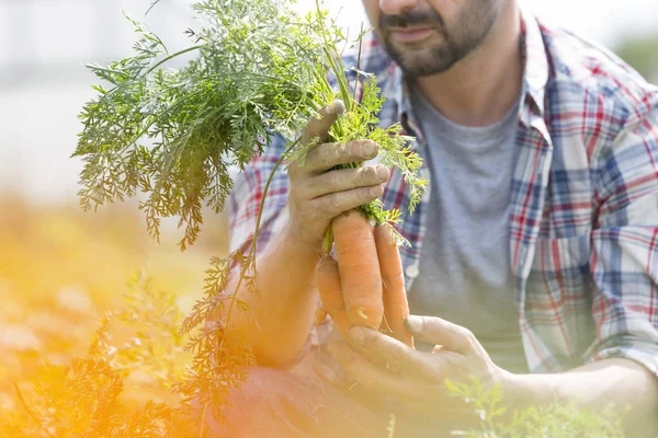 Střední Část Zemědělce Sklízení Mrkve Farmě — Stock fotografie