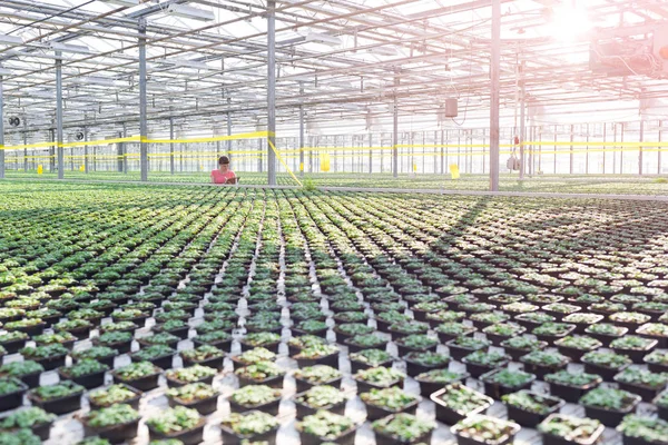 Botánica Femenina Trabajando Invernadero Enfoque Selectivo — Foto de Stock