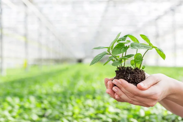 苗床で苗を保持している女性植物学者の手 — ストック写真