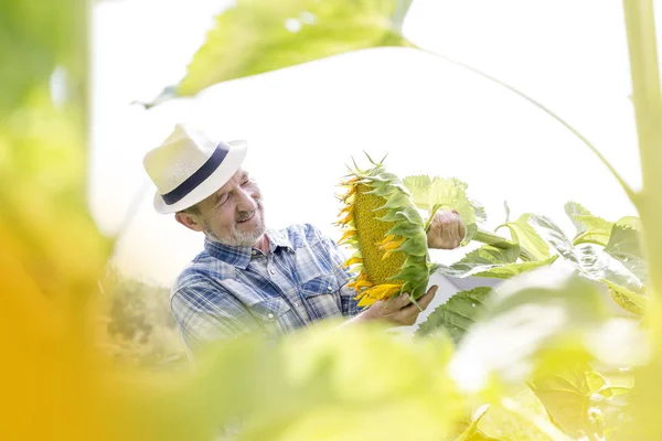 Lächelnder Landwirt Mit Blick Auf Sonnenblumenpflanze Die Auf Feld Wächst — Stockfoto