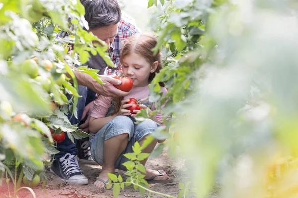 Père Donnant Fille Tomate Fraîche Sentir Ferme — Photo