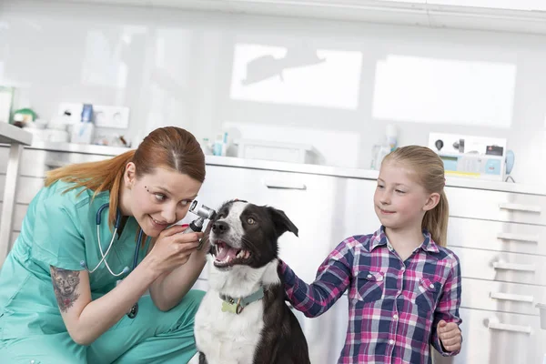 Fiatal Állatorvos Orvos Látszó Átmenő Fültükör Felszerelés Ban Kutyák Fül — Stock Fotó