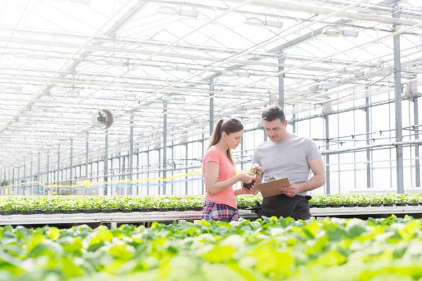 Confident Male Female Botanists Discussing Herb Seedling Plant Nursery — Stock Photo, Image