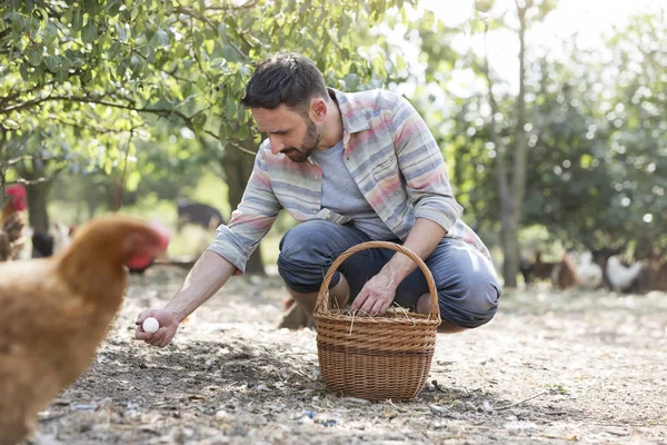 Hombre Adulto Recogiendo Huevos Canasta Campo Granja — Foto de Stock