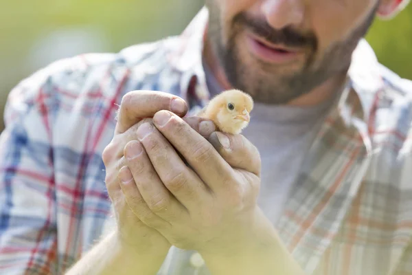 Midsection Adult Man Holding Small Chick Farm — Stock Photo, Image