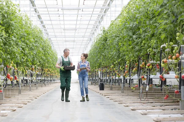 Farmers Discussing While Walking Amidst Plants Greenhouse — Stock Photo, Image