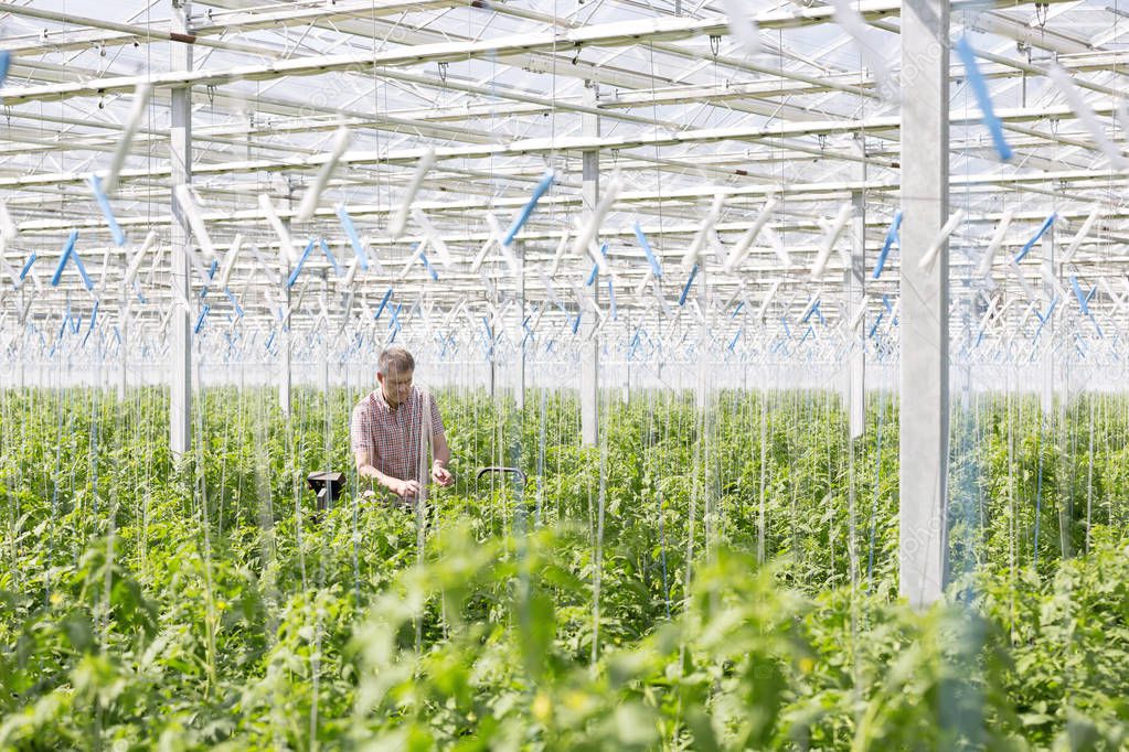 Man examining plants while standing in greenhouse