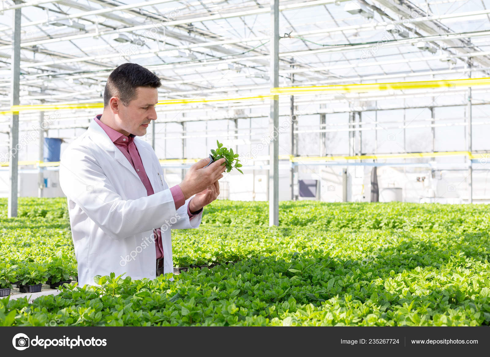 自信的男性科学家研究温室中的草本植物 图库照片 C Londondeposit