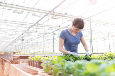 Genç kadın botanikçi otlar bitki Kreş incelenmesi