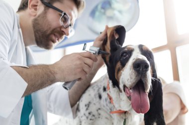 Veteriner kliniğinde otoskop ekipmanı ile köpeğin kulağını inceleyen doktorun yakın çekimi
