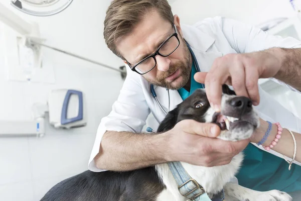 Arts Controleren Tanden Van Hond Veterinaire Kliniek — Stockfoto