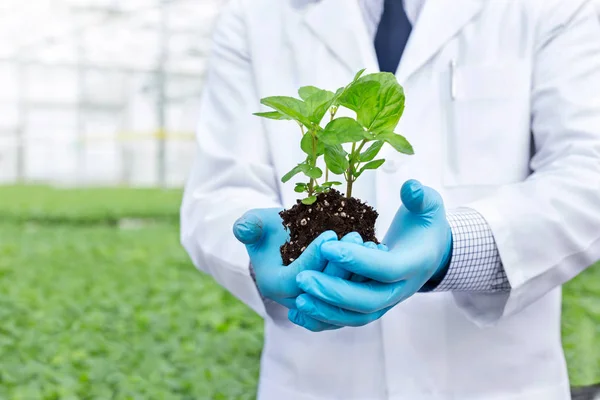 Biotecnologia vegetal Stock Photos, Royalty Free Biotecnologia vegetal