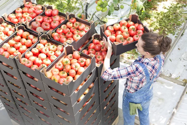 Høj Vinkel Visning Landmand Stabling Tomat Kasser Drivhus - Stock-foto