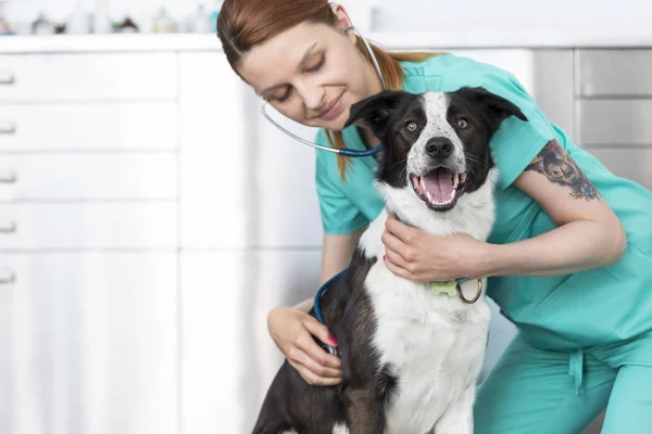 Joven Médico Veterinario Examinando Perro Clínica — Foto de Stock