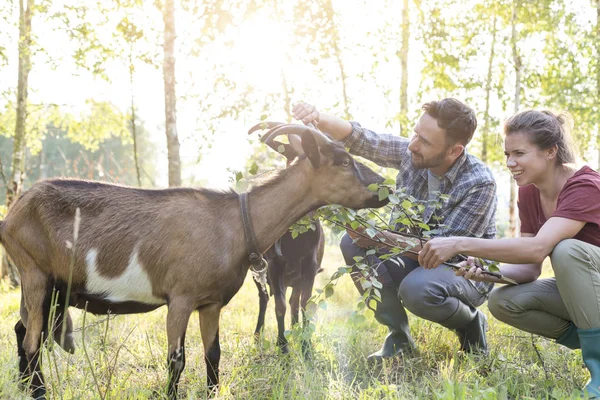 Paar Voederen Geiten Gras Tegen Bomen Boerderij — Stockfoto