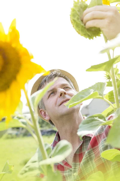 Landwirt Begutachtet Sonnenblumenkulturen Auf Hof — Stockfoto