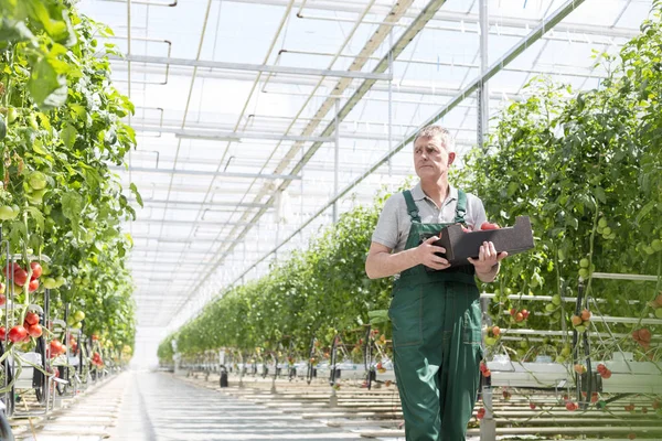 Jardinier Sérieux Portant Caisse Tout Marchant Dans Serre — Photo