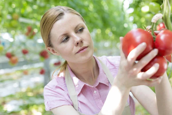 Jardineiro Sério Que Examina Tomates Orgânicos Estufa — Fotografia de Stock