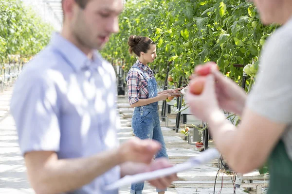 农民检查番茄植物与人在前景在温室 — 图库照片
