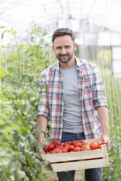 Portrait Adult Farmer Carrying Tomatoes Crate Farm — Stock Photo, Image