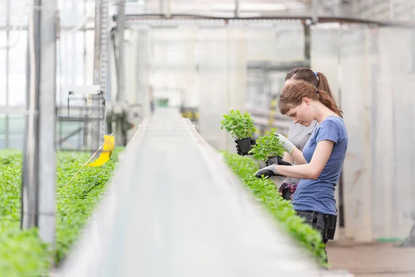 Botánicos Femeninos Examinando Plántulas Hierbas Vivero Plantas — Foto de Stock