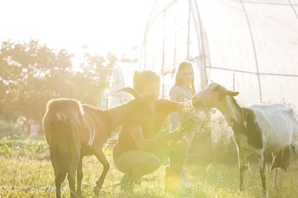 Hija Mirando Madre Alimentando Cabras Granja Día Soleado —  Fotos de Stock