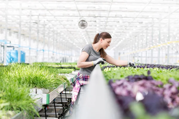 Mid Adult Female Botanist Examining Seedlings Plant Nursery — Stock Photo, Image