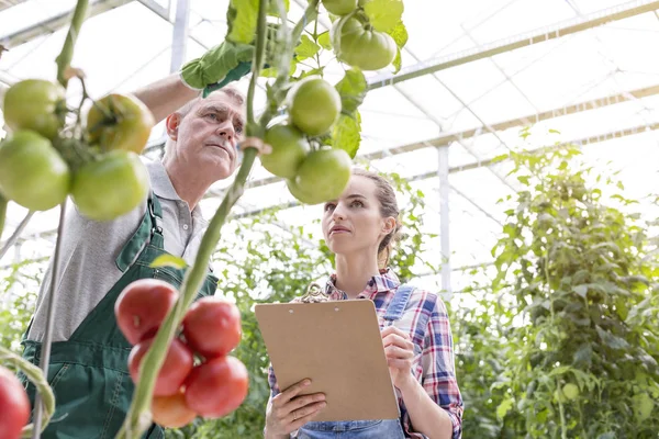 Colaboradores Examinando Plantas Tomate Estufa — Fotografia de Stock