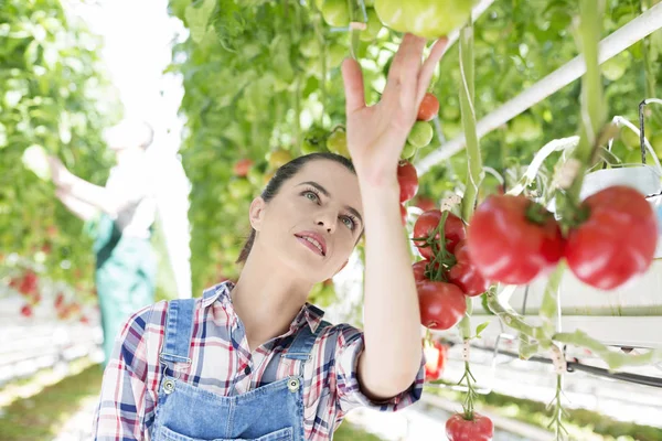 Jordbrukaren Att Undersöka Ekologiska Tomater Gård — Stockfoto