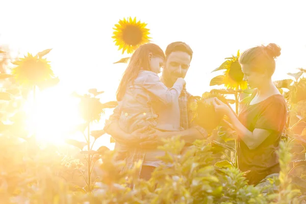 Portret Rodziny Patrząc Słoneczniki Farmie — Zdjęcie stockowe