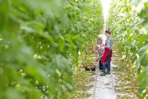 Agricultor Com Colega Trabalho Examinando Tomates Estufa — Fotografia de Stock