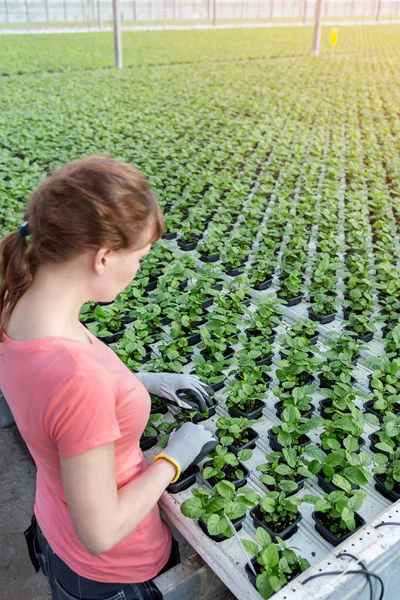 苗床で苗を調べる若い女性植物学者 — ストック写真