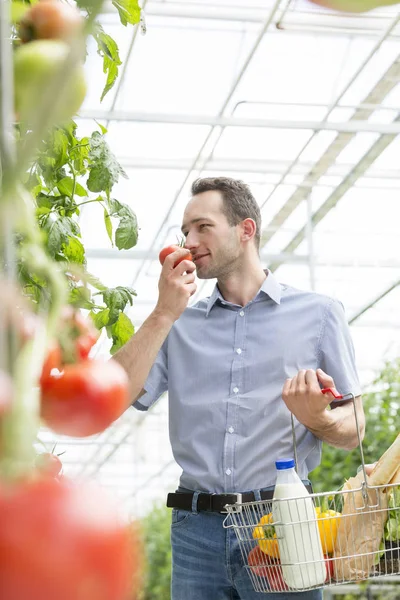 在温室里闻到有机西红柿的篮子的人 — 图库照片