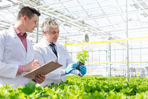 Volwassen Mannelijke Biochemici Bespreken Kruid Zaailingen Plant Kwekerij — Stockfoto