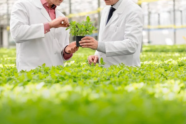 Buik Van Mannelijke Botanici Bespreken Zaailing Terwijl Plant Kwekerij — Stockfoto
