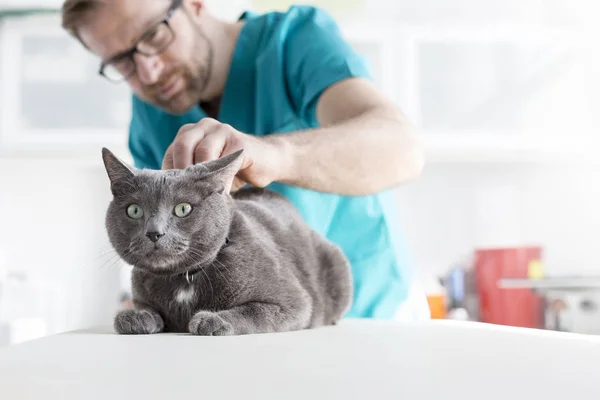 Veterinary Doctor Examining Russian Blue Cat Clinic — Stock Photo, Image