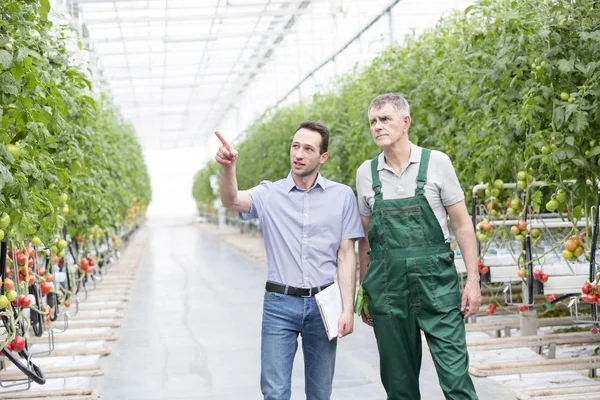 Supervisor Apuntando Planta Mientras Discute Con Agricultor Invernadero — Foto de Stock