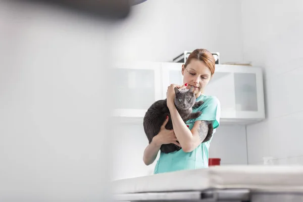 医生在兽医诊所携带俄罗斯蓝猫 — 图库照片