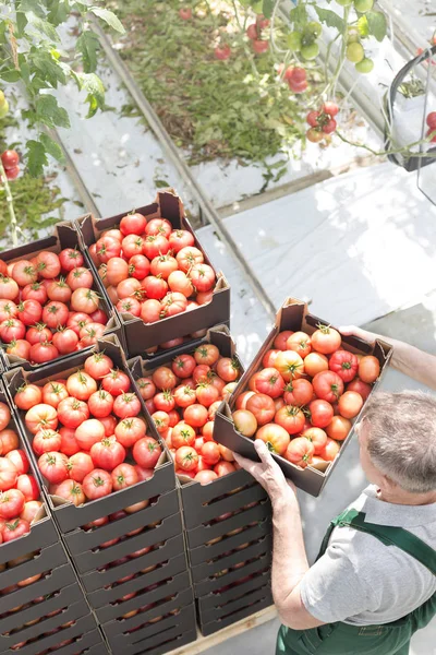 High Angle View Man Stacking Tomato Crates Greenhouse — Stock Photo, Image