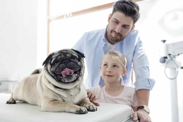 Sahipleri Veteriner Kliniğinde Yatakta Pug Bakıyor — Stok fotoğraf