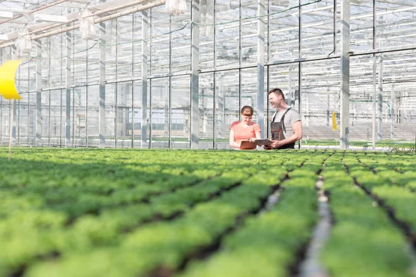 Botánicos Discutiendo Mientras Están Pie Junto Plántulas Hierbas Invernadero — Foto de Stock