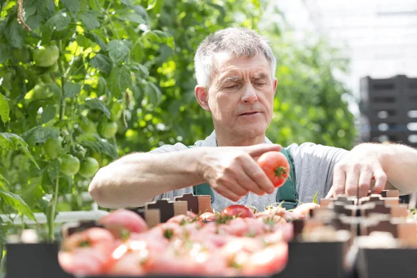 Senior Bonde Arrangera Tomater Lådan Växthus — Stockfoto