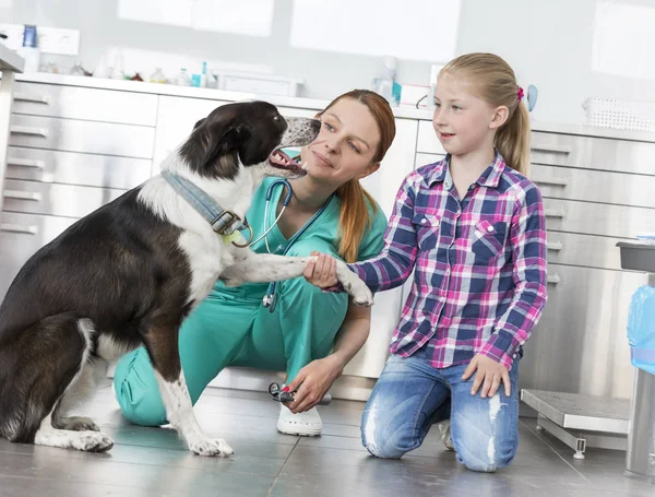 Genç Veteriner Doktor Kız Klinikte Köpek Bakarken Diz Çökme — Stok fotoğraf