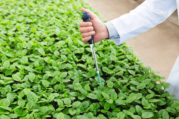 Hand Male Biochemist Using Pipette Seedlings Plant Nursery — Stock Photo, Image