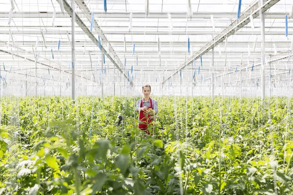 Young Gardener Standing Amidst Plants While Harvesting Greenhouse — Stock Photo, Image